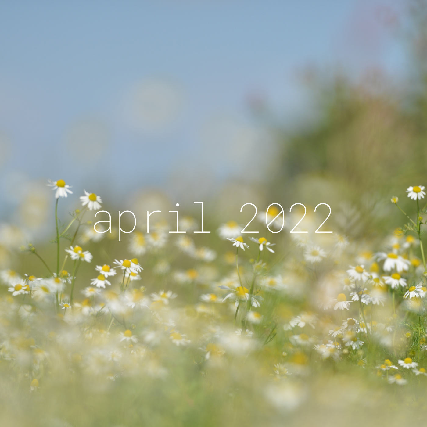 a bokeh heavy photo of daisies with blue sky and the words april 2022