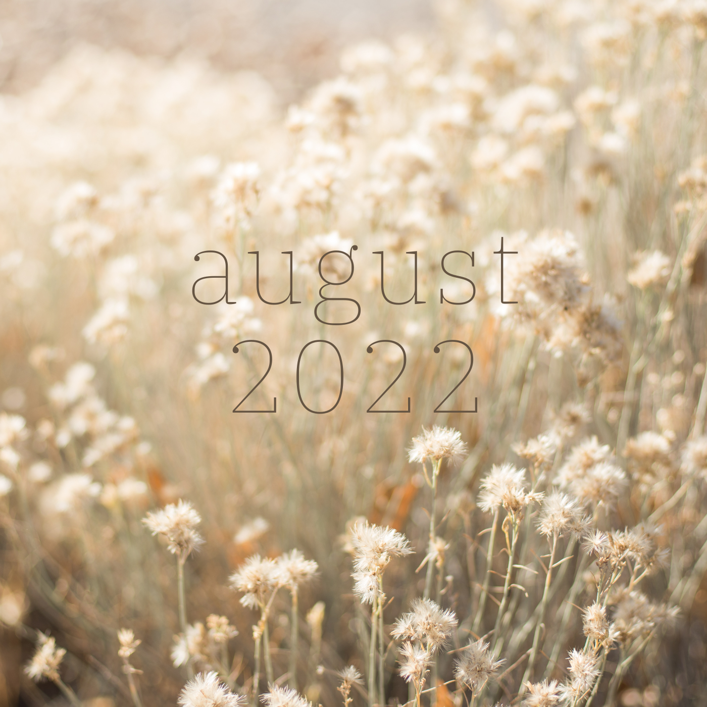 a bokeh heavy image of a field of white flowers with august 2022 in a serif font at the center