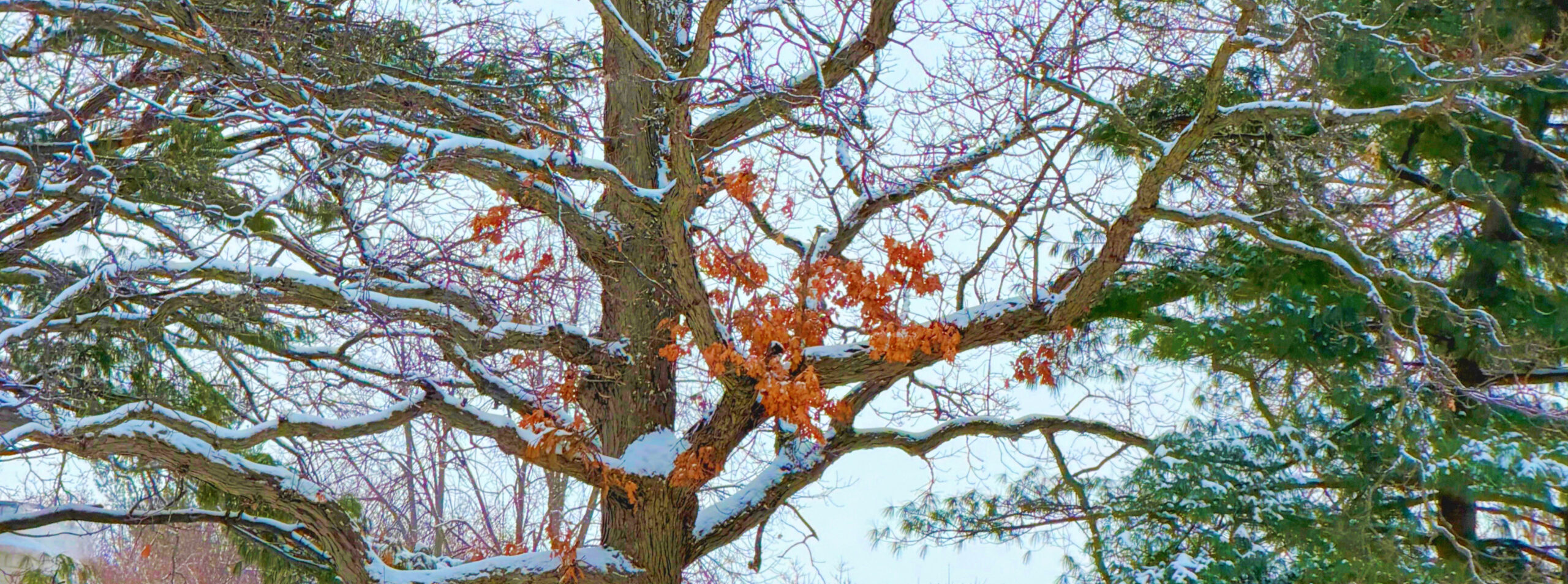 snow covered tree branches from both a deciduous something with still orange leaves on it and evergreens