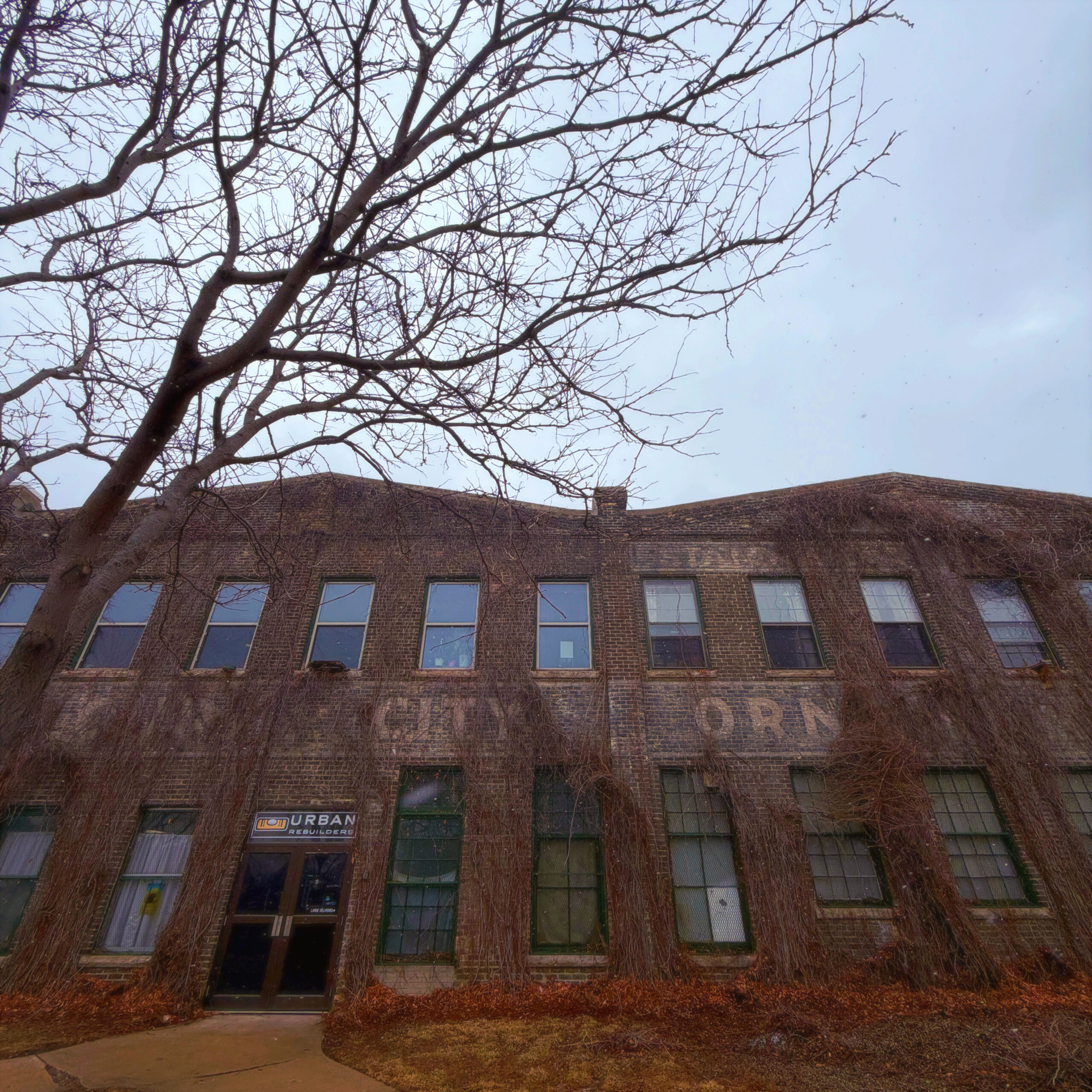 a square image of an old brick building covered with the remnants of winter dormant ivy, there is a bare-brached tree to the left and gray sky above