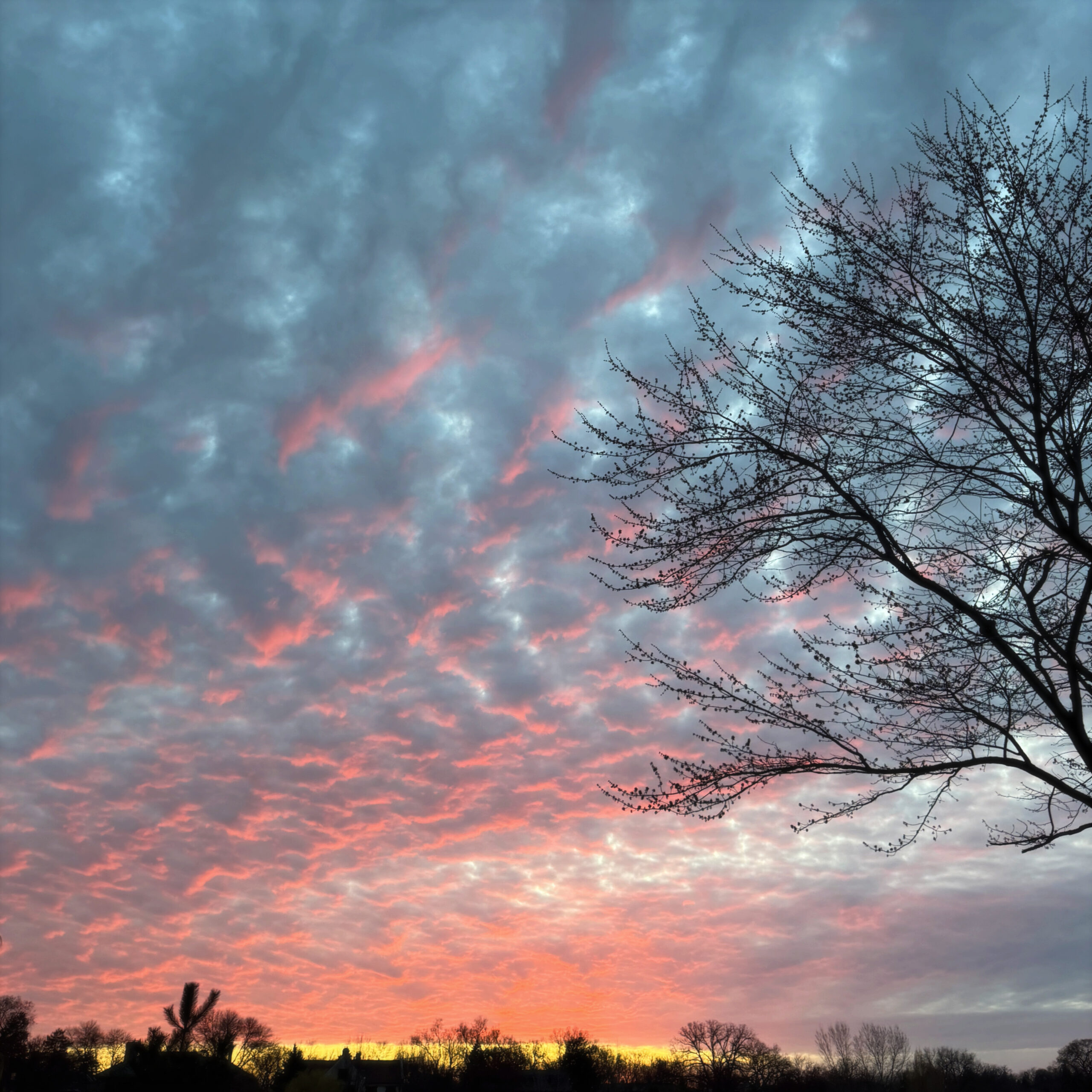 a square image of a sky rippled with clouds and an orange and pink and yellow sunset with the silhouette of a portion of a budded tree on the right